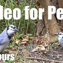 Saturday Morning Cartoons for Pets 🐱 - Jays, Ravens, Red Squirrels and More - Jul 25, 2026