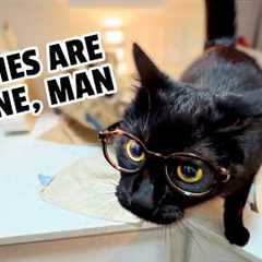 The HILARIOUS Pet Videos You Missed This Month 😹