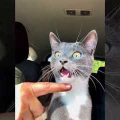 The FUNNIEST Pets Of July