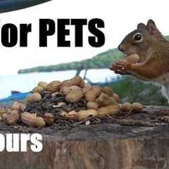 Cat TV for Pets to Watch 🐱 - Beach Day for Birds, Chipmunks and Squirrels - Jul 26, 2026