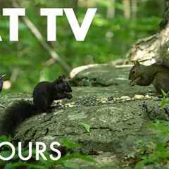 Cat TV for Pets to Watch 🐱 - Birds, Squirrels and Chipmunks in the Forest - Jul 27, 2026