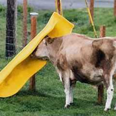 The Funniest and Most Chaotic Farm ANIMALS Video Ever! 😂
