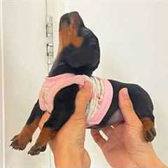 Funniest PUPPIES Being DRAMATIC Ever Caught on Camera 🐾