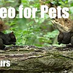 Black Squirrels, Chipmunks and Animals in the Forest - 10 Hour Cat TV for Pets 🐱 - Jul 28, 2026