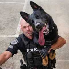 These K9 Dogs Look Tough... Until They Don't 😂Funniest Dog Video!