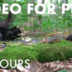 Chipmunks, Squirrels and Forest Friends - 10 Hours of Cat TV for Pets to Watch 🐱 - Jul 29, 2026