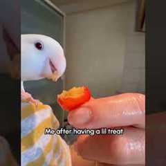 Don't mess with me when I haven't eaten and I'm overstimulated! 🤣🦜 Birds #Lovebird #Funny