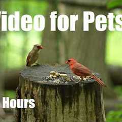 Cardinals, Chickadees and Beautiful Animals in the Forest - 10 Hour Cat TV for Pets - Jul 30, 2026