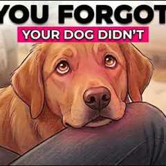 Moments Your Dog Stores in Their Memory Forever