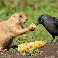 Animals Find Their Best Friends and Help Each Other in Ways You Never Expected! ❤️