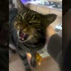 Very Vocal Cat Demands To Be Heard!