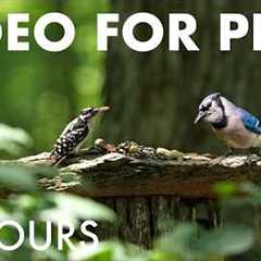 Cat TV for Pets to Watch 🐱 - Beautiful Birds, Squirrels and Chipmunks in the Forest - Jul 31, 2026