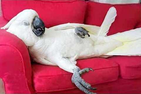 You Will Die Laughing At These Parrot 😂 Funny Parrot Videos 2026
