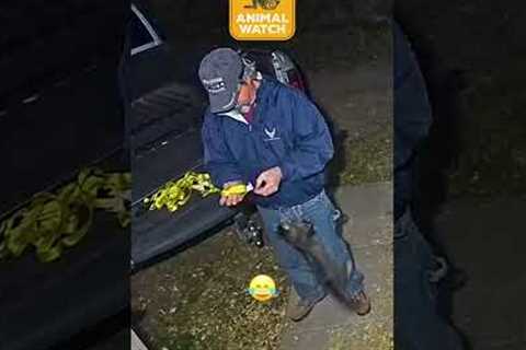 🚨 Who's At The Door?! | Animal Watch