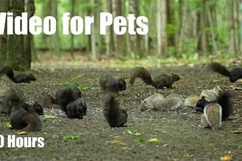 A Scurry of Squirrels and Forest Friends - 10 Hour Cat TV for Pets to Watch 🐱 - Jul 01, 2026