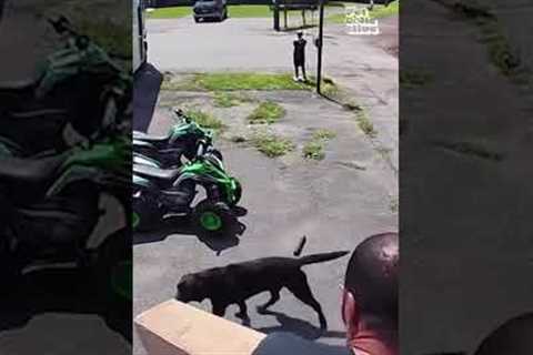 Funniest Animal Cam Moments of 2026... So Far! 🐕💥🎥