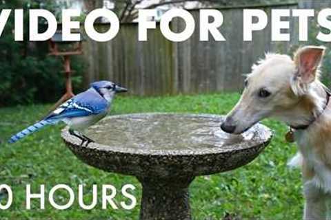Cat TV for Pets to Watch 🐱 - Birds and Backyard Friends Beat the Heat in the Birdbath - Jul 02, 2026