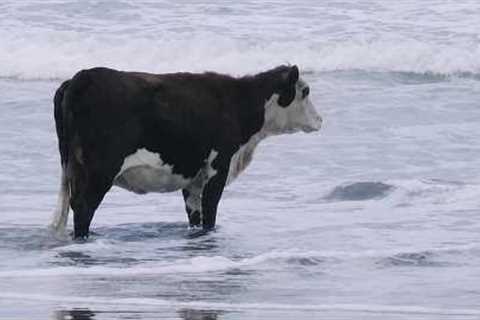 The Funniest and Most Humorous Farm ANIMAL Videos Ever!