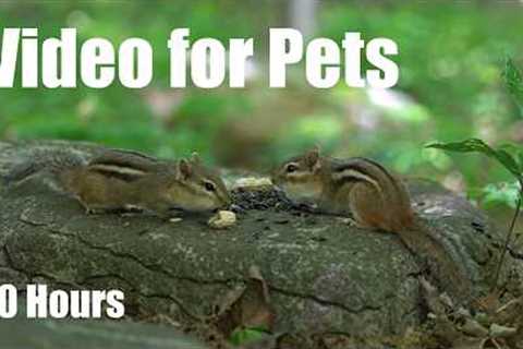 Cat TV for Pets to Watch 🐱  - 10 Hours of Chipmunks and Animals in the Forest - Jul 03, 2026