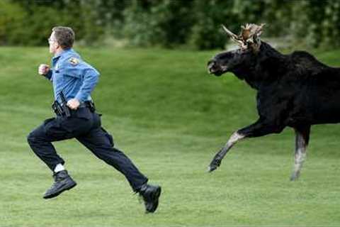 You Won't Believe How Funny These Mooses Are! 🤣