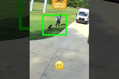 Are you nosy? Then watch these pets destroy stuff!