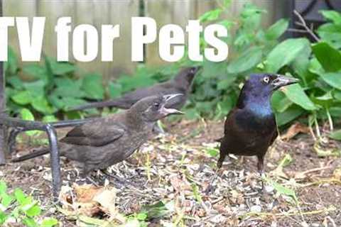 Saturday Morning Cartoons for Pets 🐱 - 10 Hours of Backyard Birds and Squirrels - Jul 04, 2026