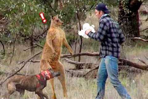 His Power Level Is Over 9000!!! | Hardcore Animals