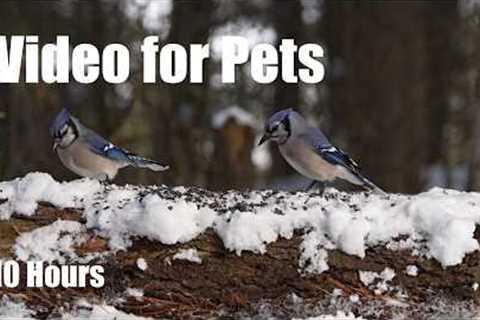 Cat TV for Pets to Watch 🐱 - 10 Hours of Beautiful Winter Scenes to Beat the Heat - Jul 05, 2026