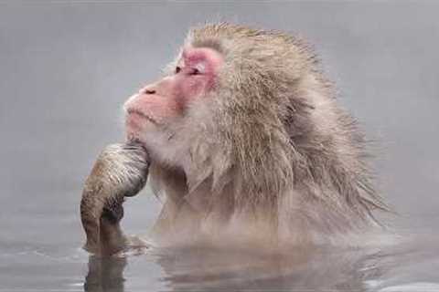 Funniest Animal Videos 2026 - You Never Know What Animals Will Do Next!