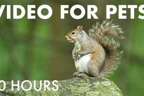 Cat TV for Pets to Watch 🐱 - 10 Hours of Birds and Critters in a Canadian Forest - Jul 06, 2026