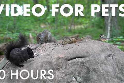 Cat TV for Pets to Watch 🐱 - 10 Hours of Birds, Squirrels and Forest Friends - Jul 07, 2026