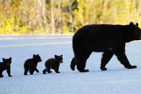 When Momma Bear Struggles with Cubs…🤣