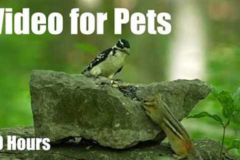 Cat TV for Pets to Watch 🐱 - 10 Hours of Woodpeckers, Chipmunks and Forest Friends - Jul 08, 2026