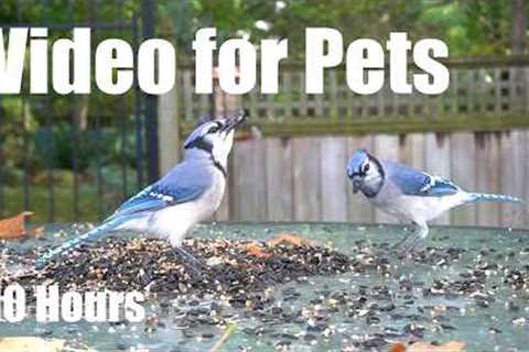 Cat TV for Pets to Watch 🐱 - 10 Hours of Jays, Chipmunks, Squirrels and More - Jul 09, 2026