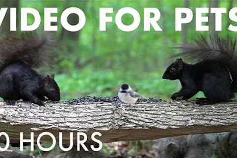 Cat TV for Pets to Watch 🐱 - 10 Hours of Squirrels and Forest Friends in Harmony - Jul 10, 2026