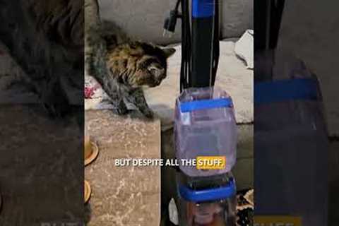 Paw Picks: Bissell TurboClean Pet Upright Carpet Cleaner