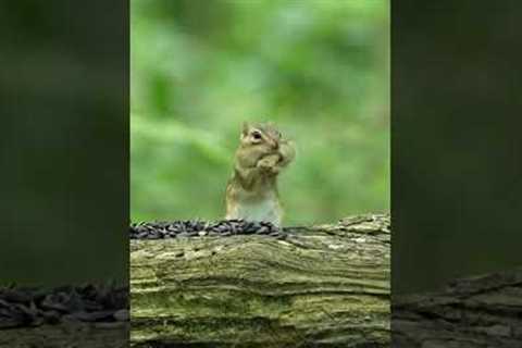 Chipmunk vs. Peanut