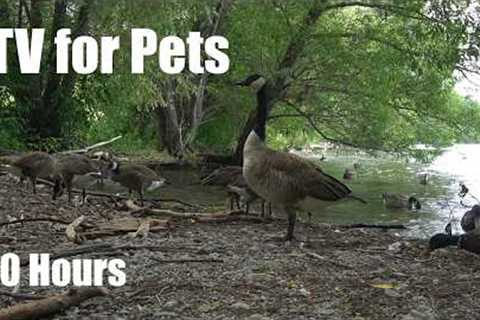 Saturday Morning Cartoons for Pets 🐱 - 10 Hours of Ducks, Geese and Gulls - Jul 11, 2026