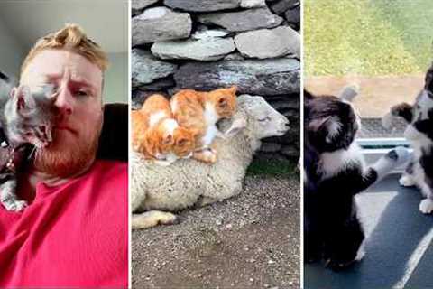 Cats Cats Cats! Hilarious and Silly Cat Fails