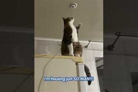 Cats! Cats! And More Cats!! | FUNNY Cat Videos!