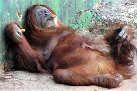The Funniest and Most Dramatic Monkey Video You Never Expected!