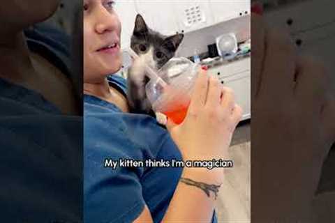 What is this sorcery?!! - this kitten seeing a slurpee in a straw for the first time ! 😹