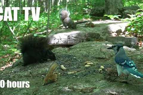 Chipmunks, Birds, Squirrels and Forest Animals in Harmony - 10 Hour Cat TV for Pets - Jul 13, 2026
