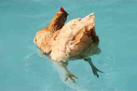I Never Expected My Chickens To Be This Funny... 😂