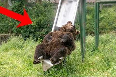 Animal's Fully Charged and Ready For Absolutely Nothing...Try Not to Laugh! 😂