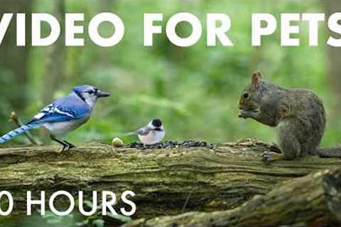 Cat TV for Pets to Watch 🐱 - 10 Hours of Chipmunks, Squirrels and Forest Friends - Jul 15, 2026