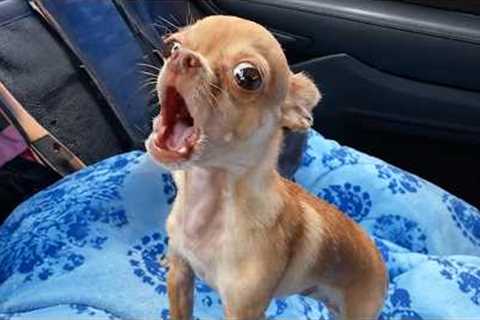 CHIHUAHUAS Dogs Get So Overdramatic They Deserve an Oscar 🏆