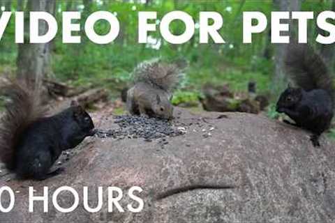 Cat TV for Pets to Watch 🐱 - 10 Hours of Birds, Squirrels and Animals in the Forest - Jul 16, 2026