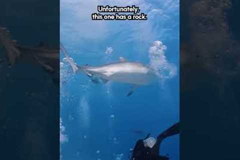 Shark Drops a ROCK On My Head 😮