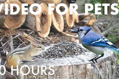 Cat TV for Pets to Watch 🐱 - 10 Hours of Chipmunks, Squirrels and Birds by the Beach - Jul 17, 2026